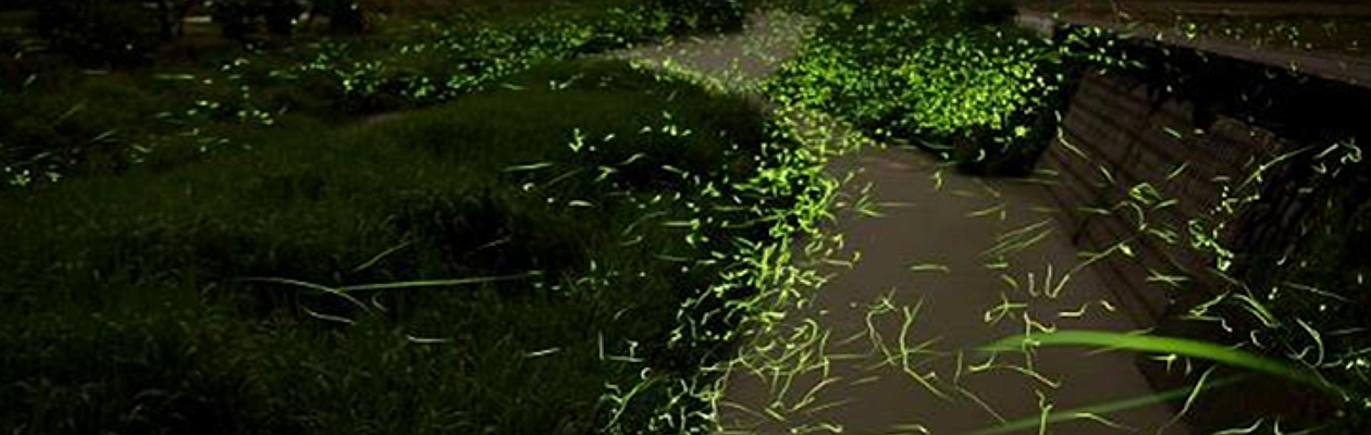 足守川のホタル。メガソーラー建設計画地のすぐ下です。